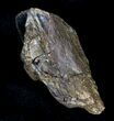 Large Rooted Triceratops Tooth - Montana #21601-3